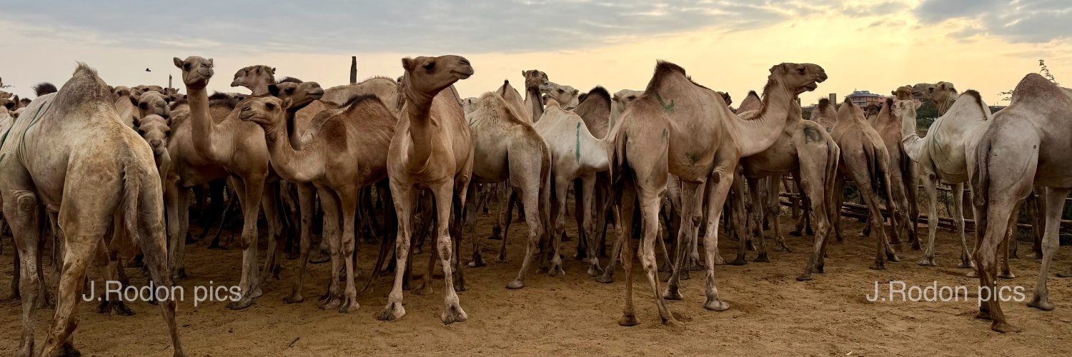 Jordi Rodon Aldrufeu banner