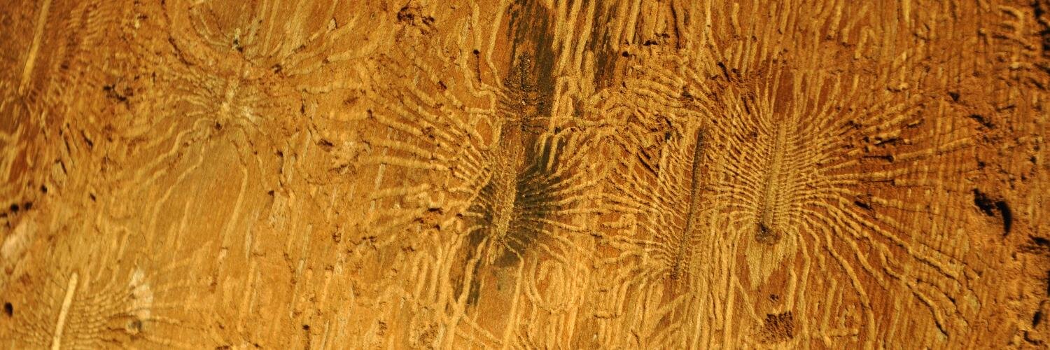 Normsoilscience's profile banner image