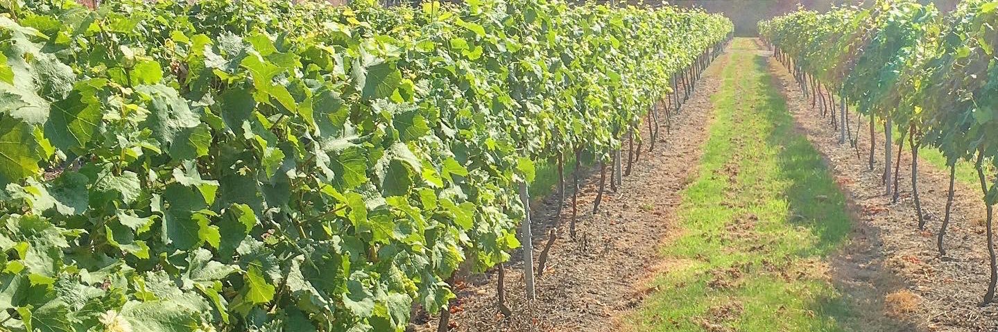 Geoffrey Bastard banner