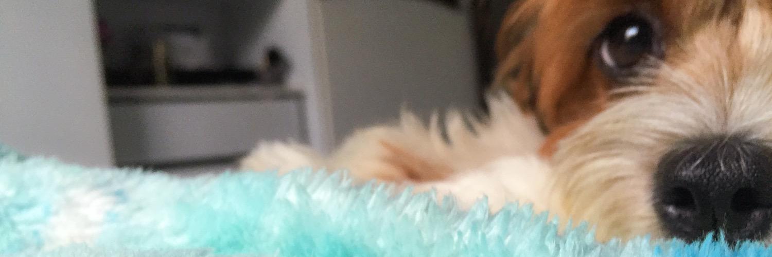 Mondelly's profile banner image
