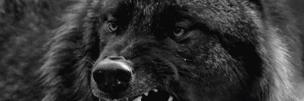 dillonbrooks24 Profile Banner