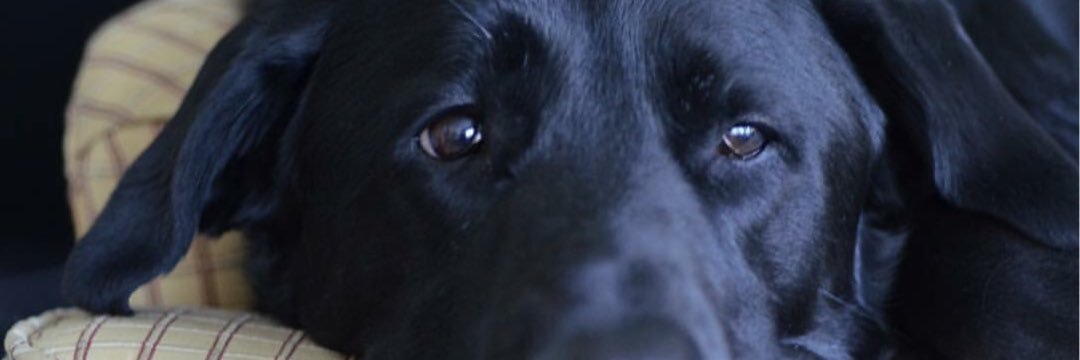 MorcillaFulk's profile banner image