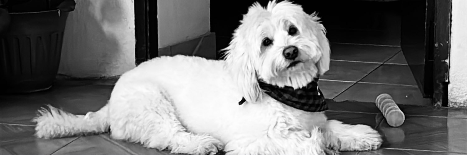 anyuperezs's profile banner image