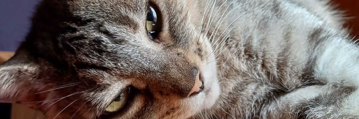 Sabrii006's profile banner image