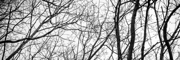 adam_crowe Profile Banner