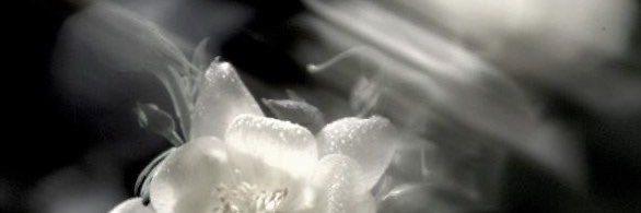 dani / semi INACTIVE banner