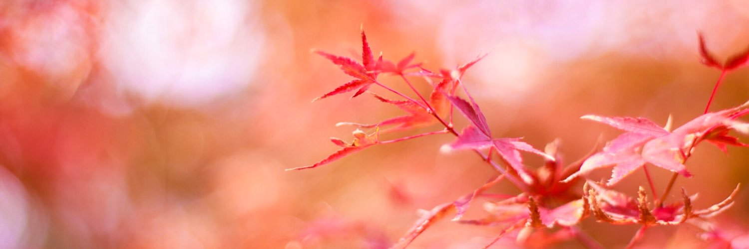 yooooku's profile banner image