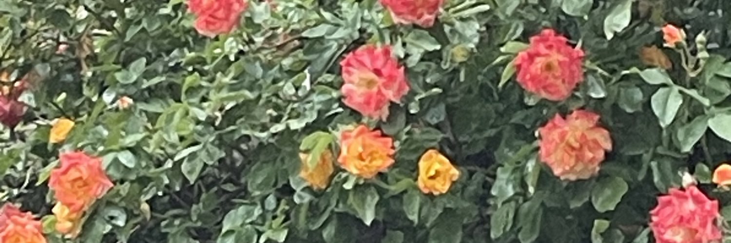 AMGrogan's profile banner image