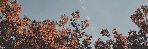Rantisptn's profile banner image