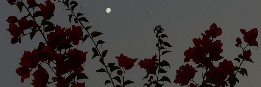 Skn_Lyl's profile banner image