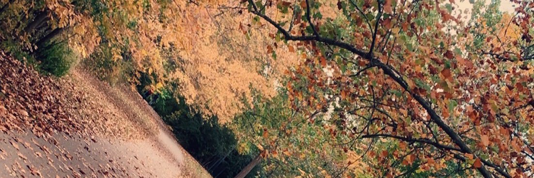 Rieley Widmann banner