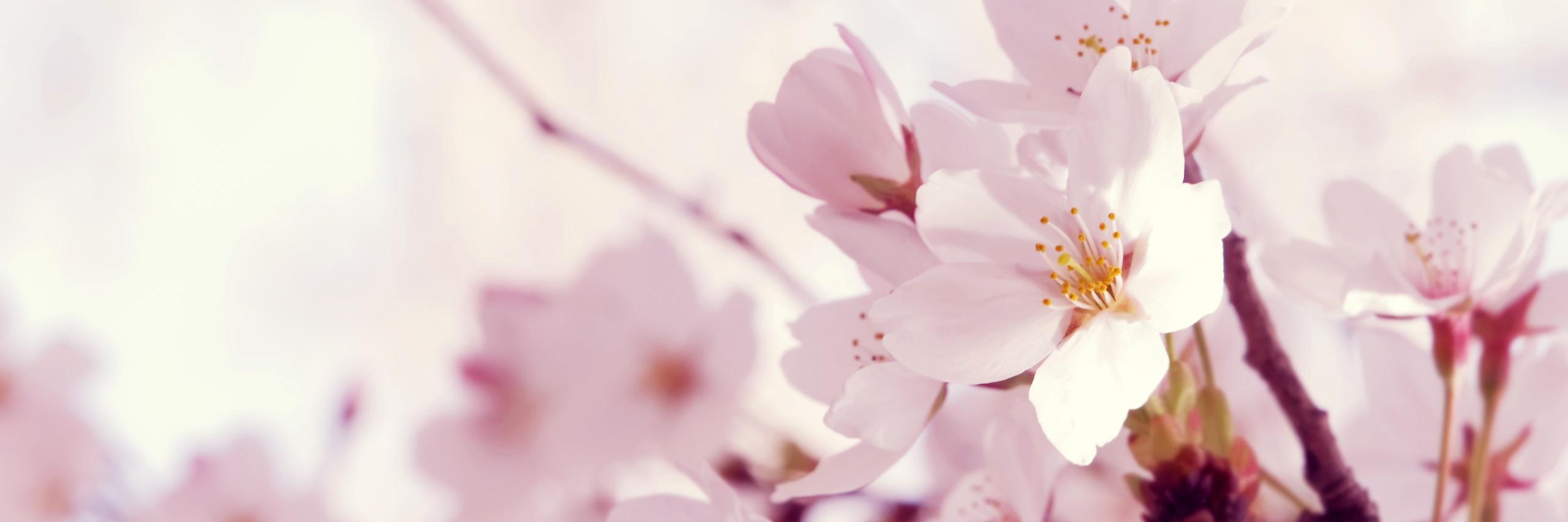 ElizabethAkass's profile banner image