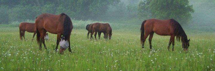 NaturesWayFeed's profile banner image