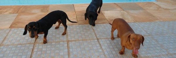 angelmarol Profile Banner