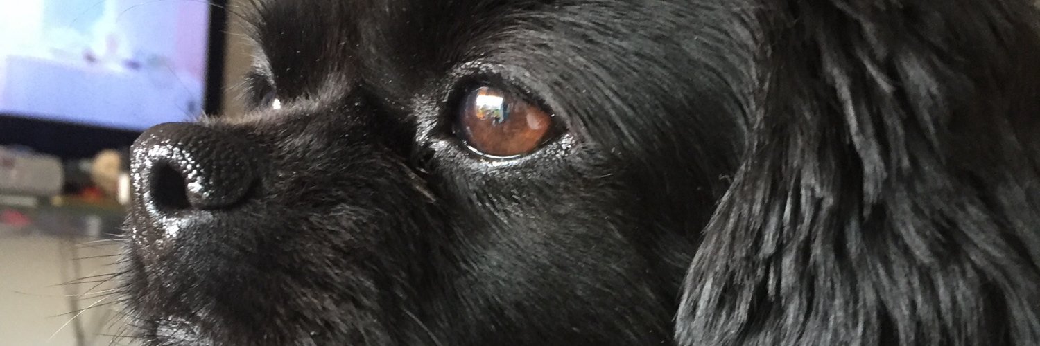 MichelCOTET's profile banner image