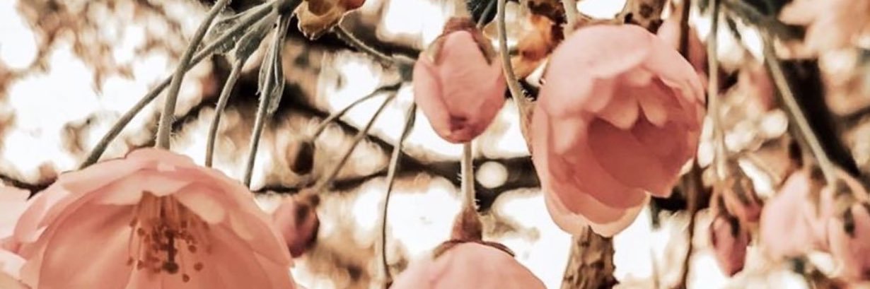 Mariibeel_'s profile banner image