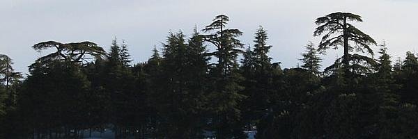 DBerrechid's profile banner image