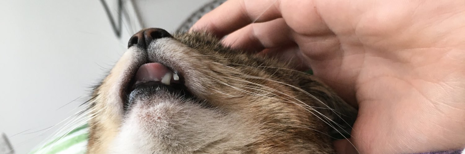 libbsterinis's profile banner image