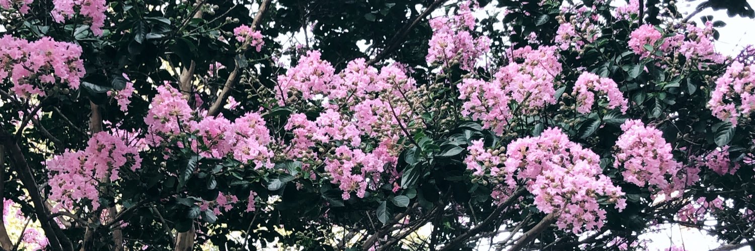bwolfiee's profile banner image