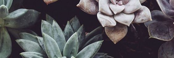 chandlierbing's profile banner image