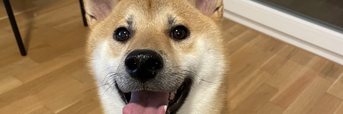 repiyoeins's profile banner image