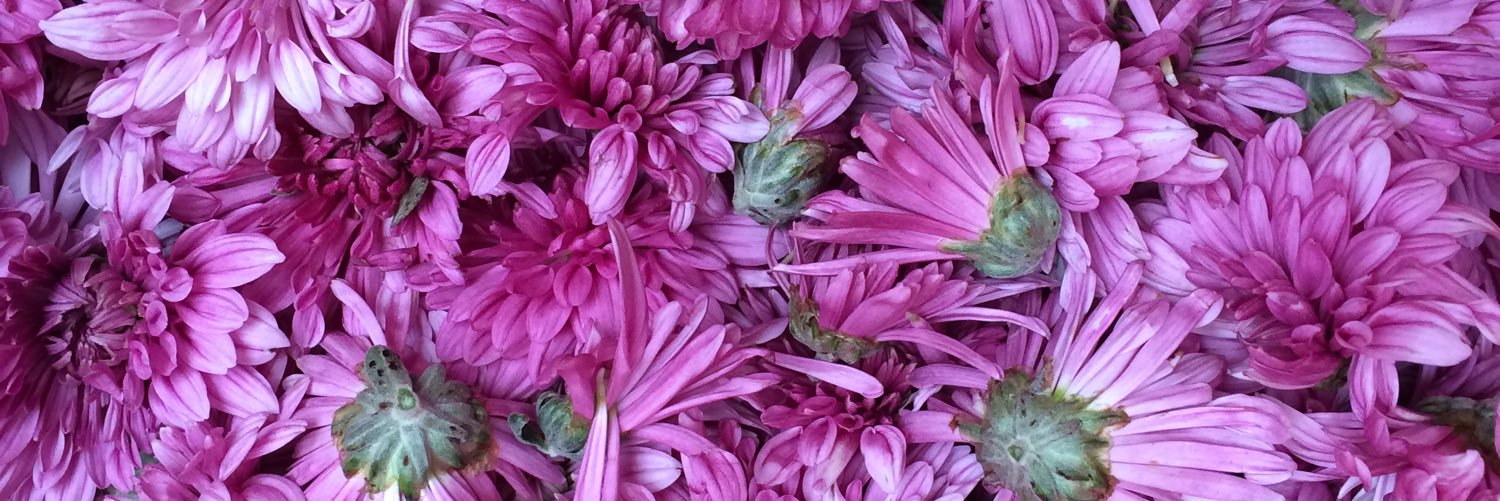 ぽんちゃん banner