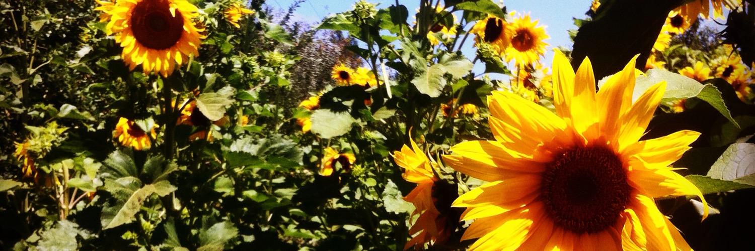Fran_Coser's profile banner image