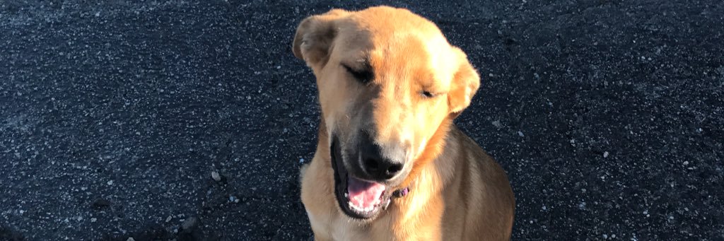 SarahScotten12's profile banner image