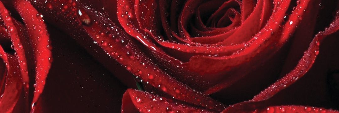 shadowpunk93's profile banner image