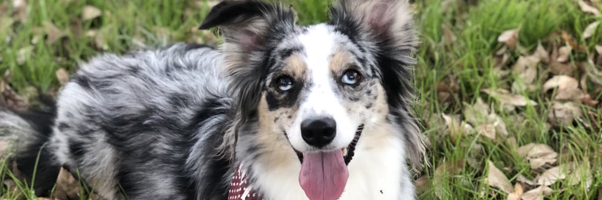 SavanahSteffey's profile banner image