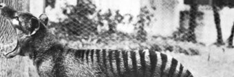 _KingCotton_'s profile banner image
