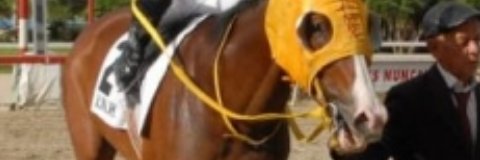 Elhipico123's profile banner image
