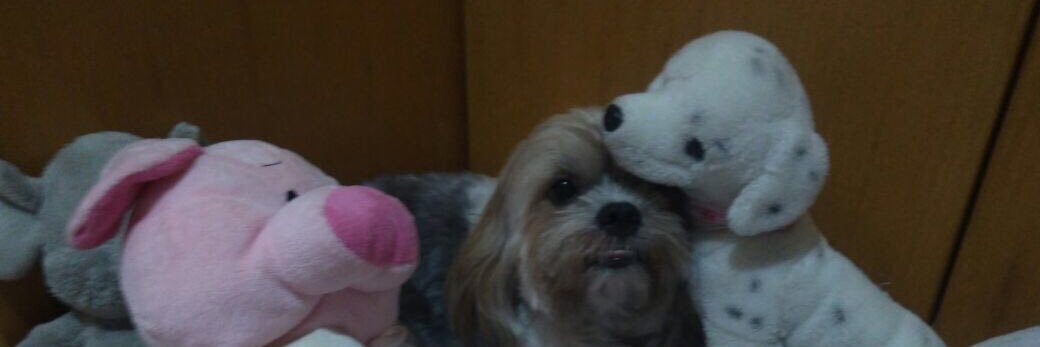 nandafox's profile banner image