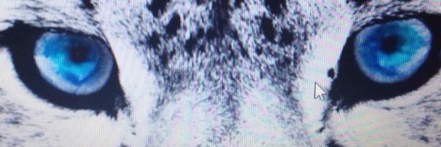 d_meat_c's profile banner image