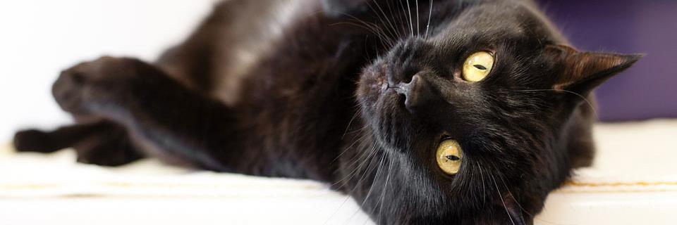 Burlington Humane Society banner