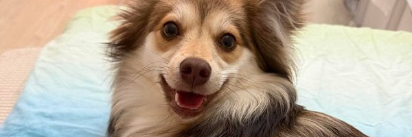 Nmy_VickySecret's profile banner image