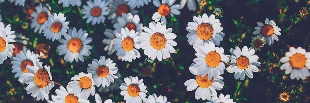 rodriguezpmary's profile banner image