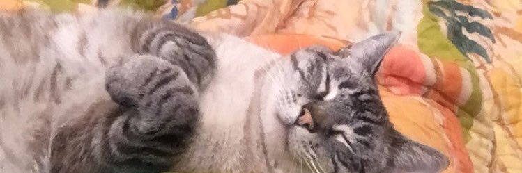 asdfghamber's profile banner image
