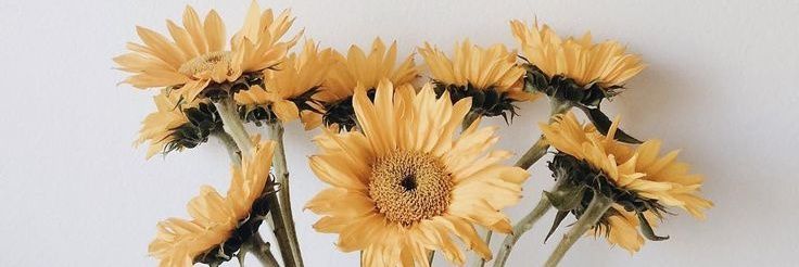HiElmololo's profile banner image