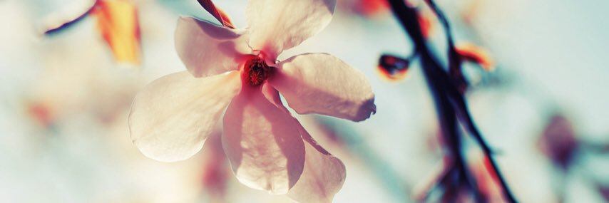 Rashed_Obaid78's profile banner image