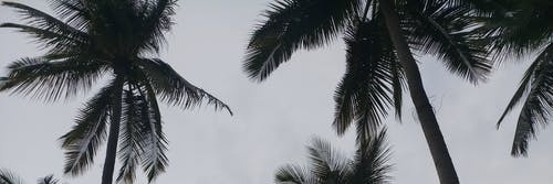 chaaanxos's profile banner image