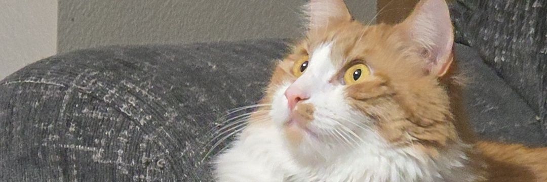 ldlebaron's profile banner image