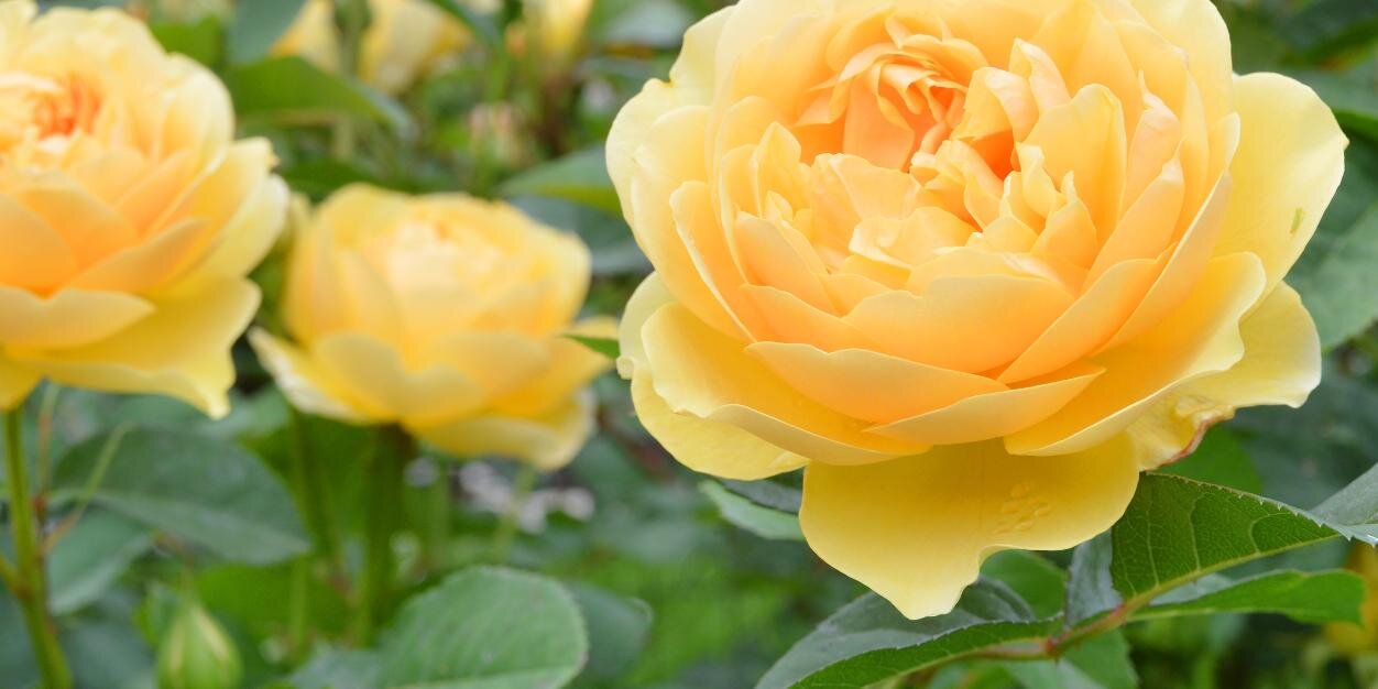 GardenExpress1's profile banner image