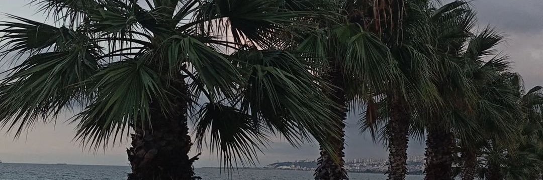charybdiys's profile banner image