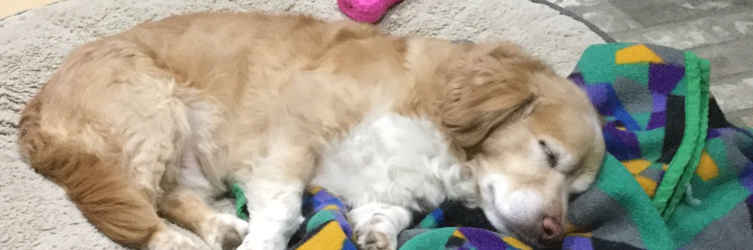 CodeFanatic's profile banner image