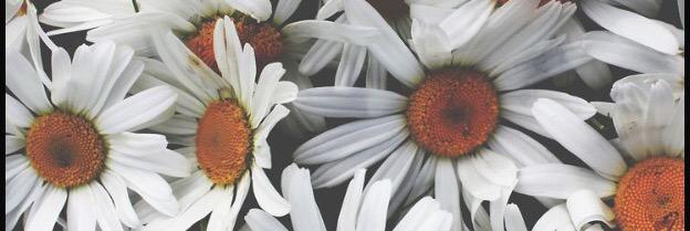ExpensiveFemale's profile banner image
