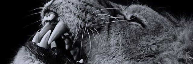 Zeus_fly_'s profile banner image