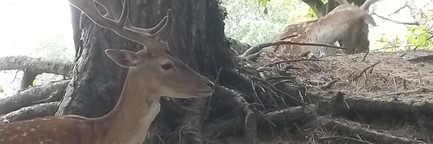 Bert demissionair burger. banner