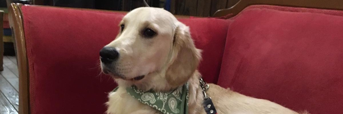 MrPokee's profile banner image