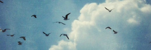 vessyna's profile banner image